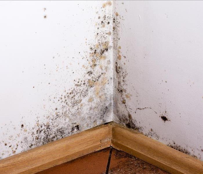 Mold on a wall and floor
